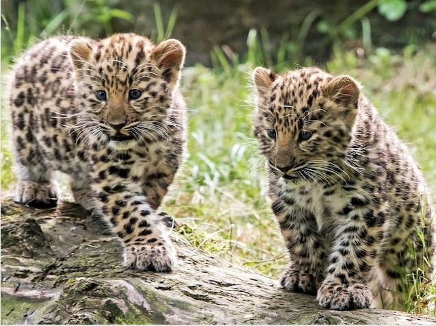 Amur Leopard